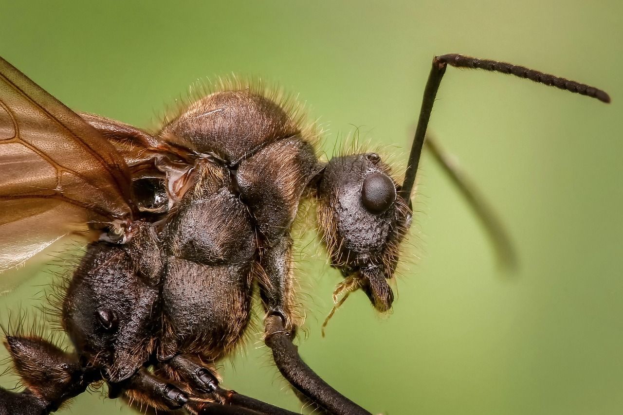 Innowacyjne rozwiązania w walce z insektami - przewodnik